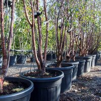 Multi-stem Trees