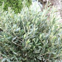Olives