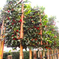 Pleached Trees