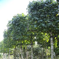 Pleached Trees