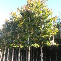 Pleached Trees