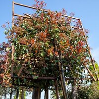 Pleached Trees