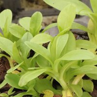 Pond Plants
