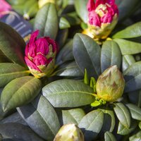 Rhododendrons & Azaleas