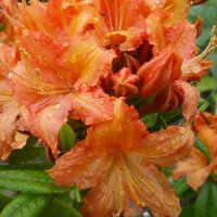Rhododendrons & Azaleas