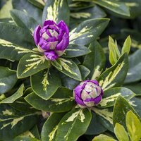 Rhododendrons & Azaleas