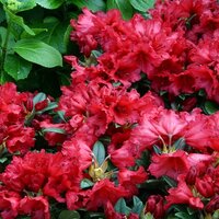 Rhododendrons & Azaleas