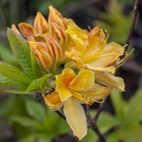 Rhododendrons & Azaleas
