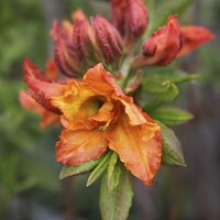 Rhododendrons & Azaleas