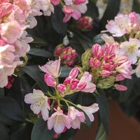 Rhododendrons & Azaleas