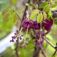 Semi-evergreen Climbers