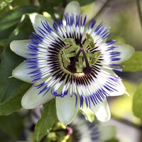 Semi-evergreen Climbers