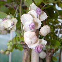 Semi-evergreen Climbers