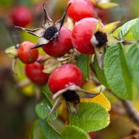 Shrub & Old Fashioned Roses