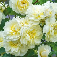 Shrub & Old Fashioned Roses