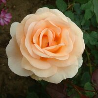 Shrub & Old Fashioned Roses
