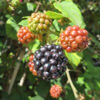 Soft Fruit