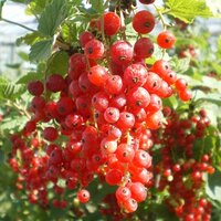 Soft Fruit