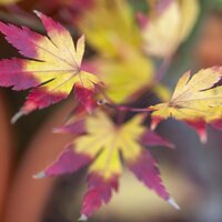 Specimen Shrubs 15L>