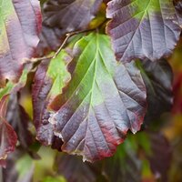 Specimen Shrubs 15L>