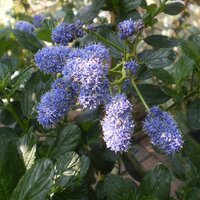 Specimen Shrubs 15L>