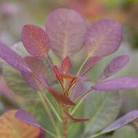 Specimen Shrubs 15L>