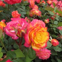 Standard Roses