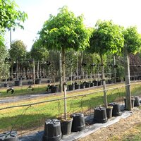Standard Trees