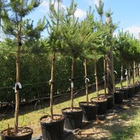 Standard Trees