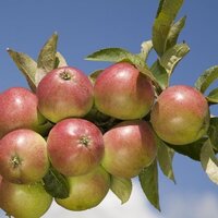 Top Fruit