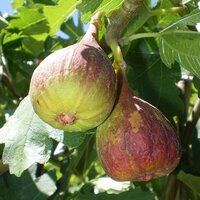 Top Fruit