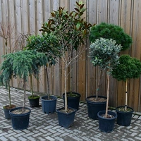 Topiary Standards - all sizes