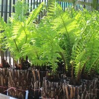 Tree Ferns