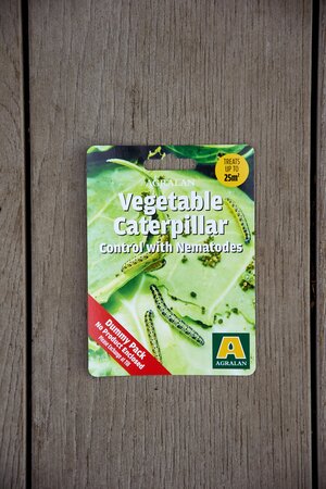 Vegetable Caterpillar Nematodes