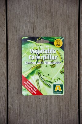 Vegetable Caterpillar Nematodes