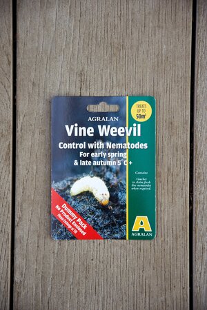 Vine Weevil Low Temperature Nematodes