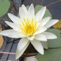 Water Lillies